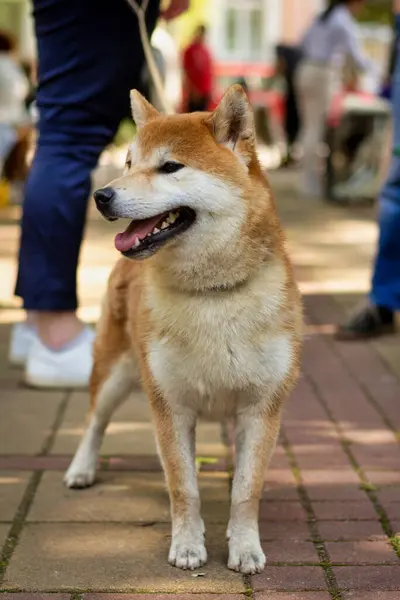 Shiba inu köpeği tasmalı.