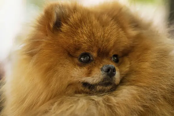 Zencefil minyatür tükürük köpeği. Yaklaş.