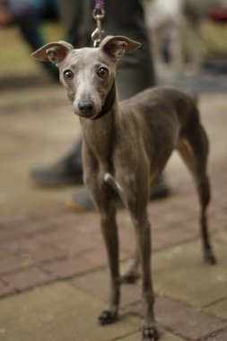 İtalyan Greyhound köpeği kameraya bakıyor