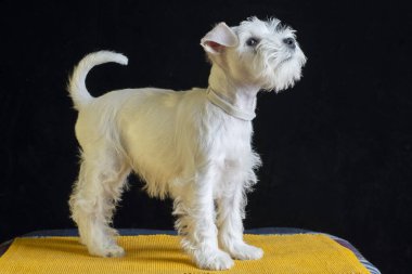 Şirin beyaz tüylü köpek yavrusu yukarı bakıyor.