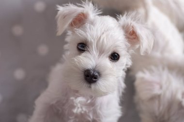 Kameraya bakan beyaz minyatür bir schnauzer köpeğinin yakın plan portresi.