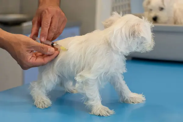 Küçük beyaz köpek aşılanıyor