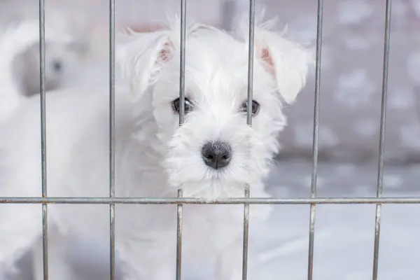 Küçük beyaz köpek burnunu kafese sokuyor.