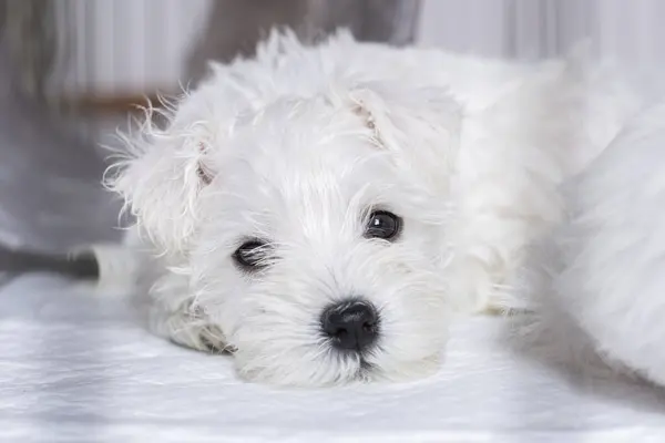 Küçük beyaz uykulu köpek yavrusu yakın plan portresi