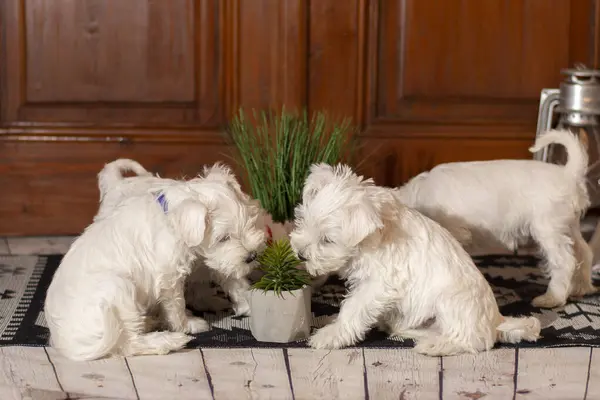 Bir çift beyaz minyatür schnauzer köpek yavrusu ev bitkisini çiğniyor.
