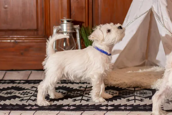 Beyaz minyatür schnauzer köpek yavrusu pozu