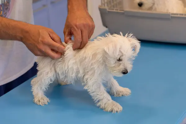 Veteriner kliniğinde küçük bir köpek.