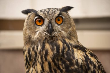 Closeup portrait of an orange eyed large eared eagle owl looking at the camera clipart