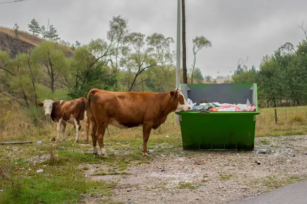 Çöp bidonunun yanında inek ve buzağı. Kirli bir ortamda yemek yiyorlar.