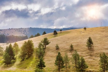 Güneşli yamaçlarda koyun sürüsü