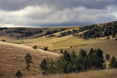 Sarı tarlaları ve çam ağaçları olan bir çayırda güneş ve gölge yer değiştiriyor.