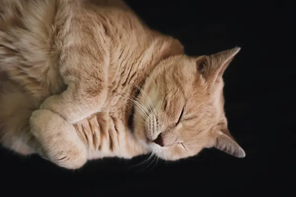 Siyah arka planda uyuyan sarı çizgili bir kedinin yakın plan portresi.