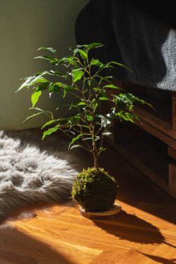Sabahın köründe tahta zeminde Kokedama yosun topu bitkisi.