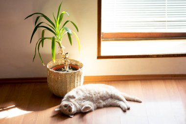 Yumuşak kedi, güneş altında yerde yuvarlanıyor. Ahşap zeminde, bir bitkinin yanında.