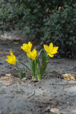 Winter daffodils blooming on a sandy soil clipart