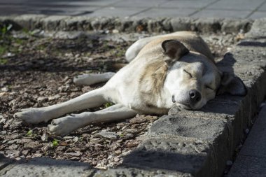 Sarkık kulaklı sevimli sokak köpeği güneşte uyuyor.