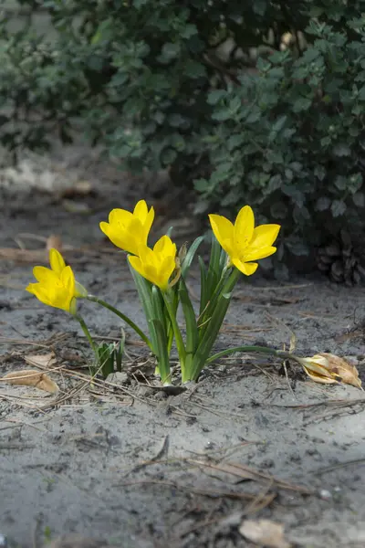 Kumlu topraklarda açan nergisler