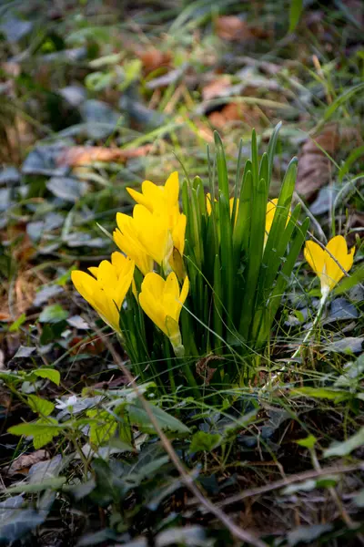 Sonbaharda orman zemininde kış nergisleri
