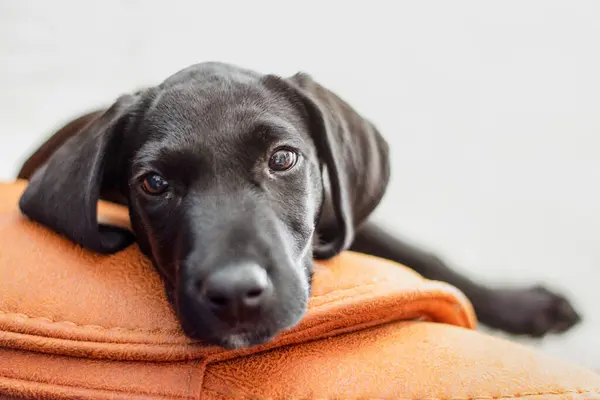 Şirin siyah köpek yavrusu kameraya yakından bakıyor.