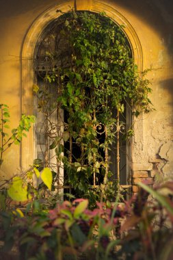 Eski bir pencere ızgarasında büyüyen sürünen bitkiler