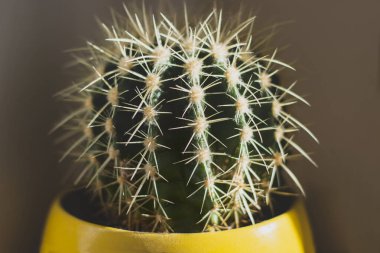 Yakından altın varil kaktüsü.