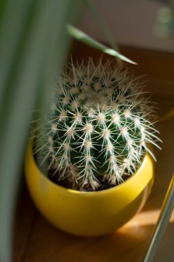 Sarı tencerede altın fıçı kaktüs.