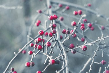 Kış mevsiminde buzlu dikenli meyveler.