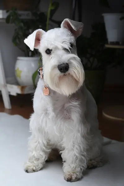 Kamera başına bakan küçük beyaz schnauzer eğilmiş.