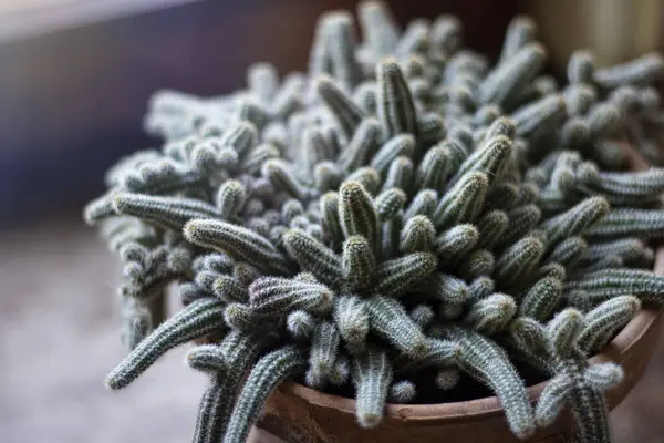 Pencere kenarındaki fıstık kaktüsünün yakın çekimi.