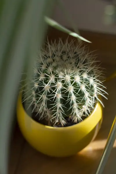 Sarı tencerede altın fıçı kaktüs.
