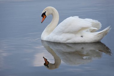 Suya yansıyan beyaz kuğu