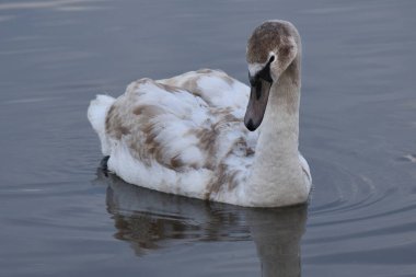 Genç pofuduk bir kuğunun yakın çekimi