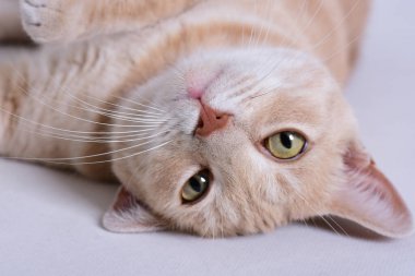 Kapalı kedi sırtının üzerinde yuvarlandı.