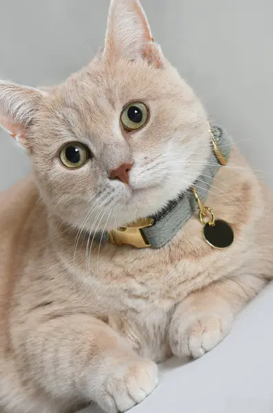 Zarif tombul tekir kedi portresi