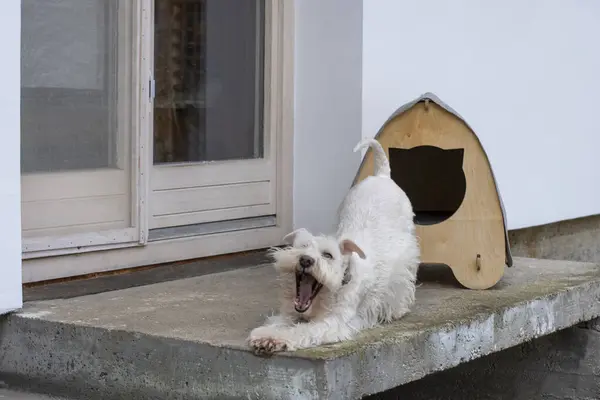 Yumuşak beyaz schnauzer köpek bir evcil hayvan evinin önünde geriniyor ve esniyor.