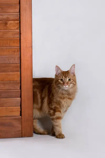 Kırmızı Maine Rakun Kedi kameraya bakıyor.