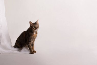 Tek gözlü kedi beyaz perdenin yanında oturuyor.