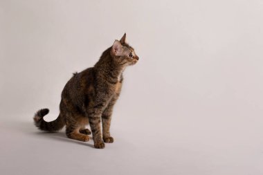 Ev içi kısa hava, tekir kedili stüdyo yan portresi.