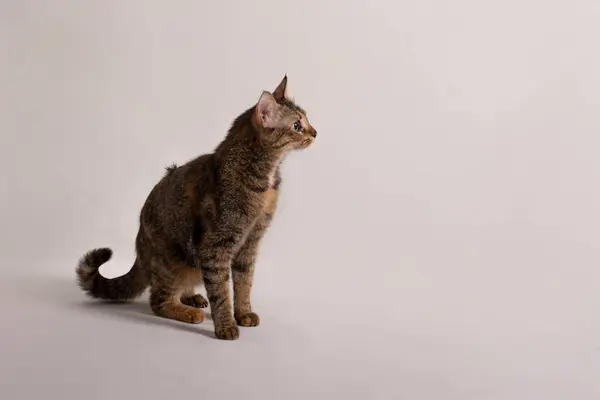 Ev içi kısa hava, tekir kedili stüdyo yan portresi.