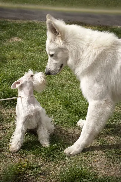 Beyaz minyatür schnauzer ve berger blanc suisee köpekleri köpek parkında buluşuyor.