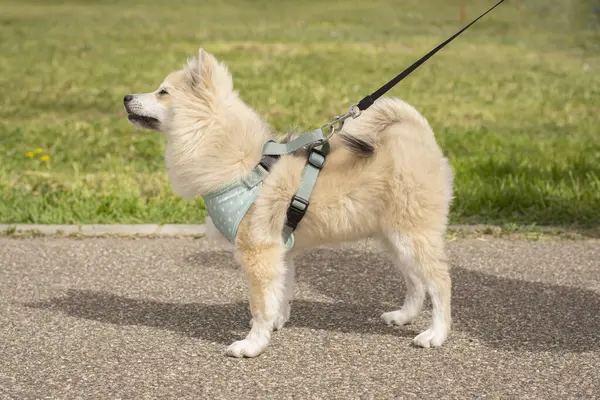 Açık havada Alman spitz 'i.