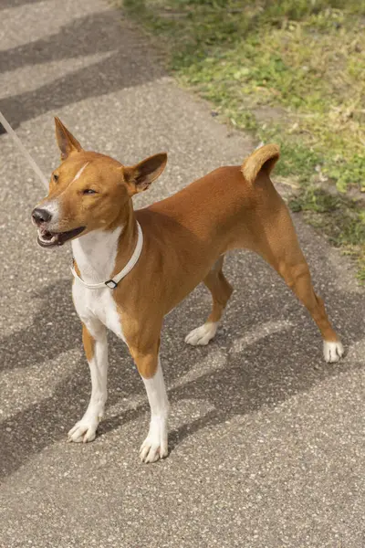 Afrika köpek açık hava portresi