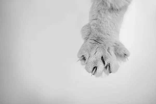 Kediler pençelerini uzatmış uzanmış siyah ve beyaz pençelerini yatay olarak kapatıyorlar.