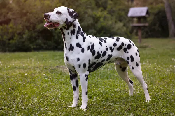 Dalmaçyalı köpek güneşte poz veriyor