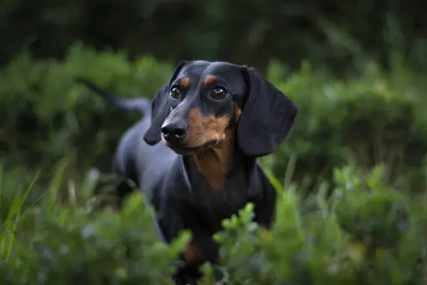 Küçük dachshund köpeği Yeşillikte yakın portre