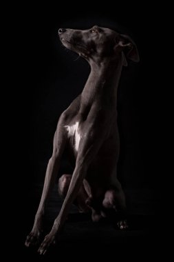 Küçük İtalyan tazısı gururla bir stüdyoda poz veriyor.