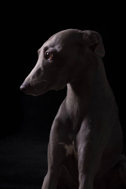 Üzücü bir tazı stüdyosunun siyah arkaplan resmi.