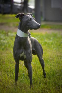 Küçük İtalyan tazısı dışarıda poz veriyor.