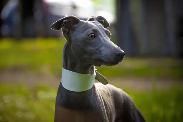 Küçük İtalyan tazısı açık hava portresi