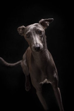 Siyah arka planda oturan küçük İtalyan tazısı.